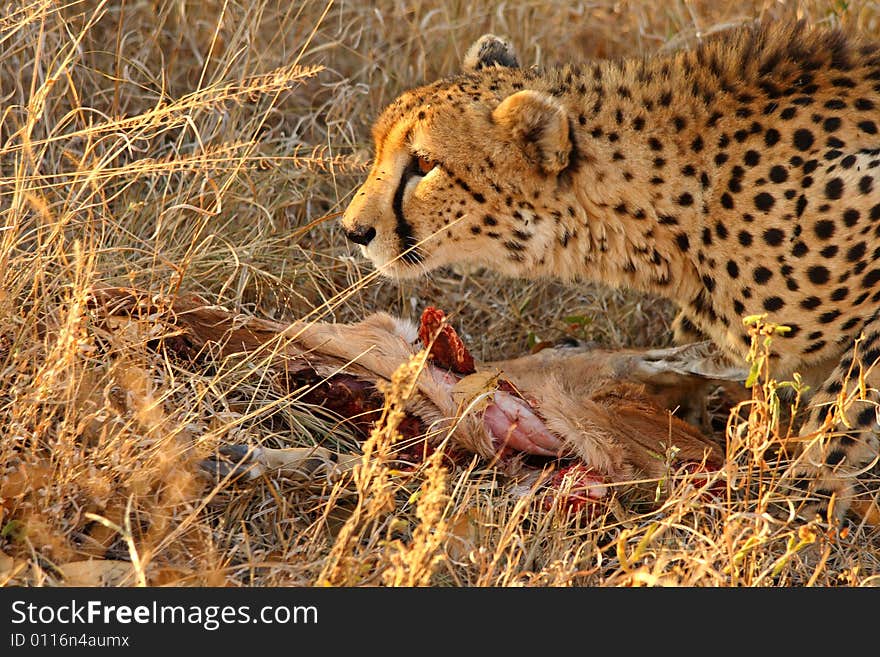 Photo of a Cheetah with a dead impala. Photo of a Cheetah with a dead impala