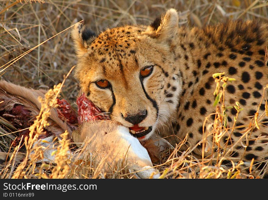 Photo of a Cheetah with a dead impala. Photo of a Cheetah with a dead impala