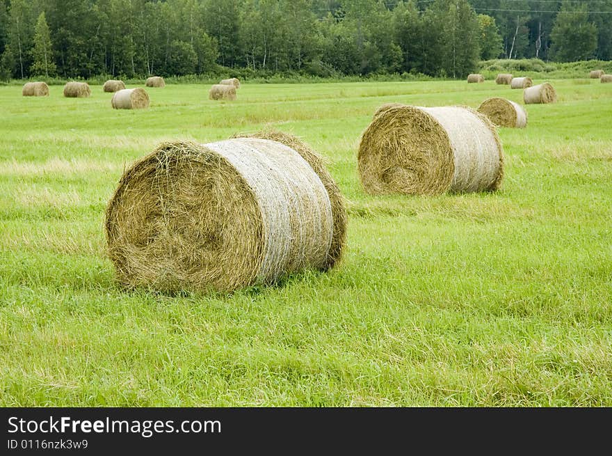 View of some balls of haystack in a field