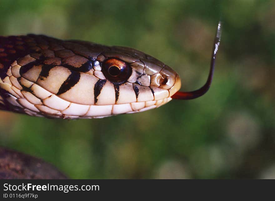 Photo of a garter snake with its tongue out.