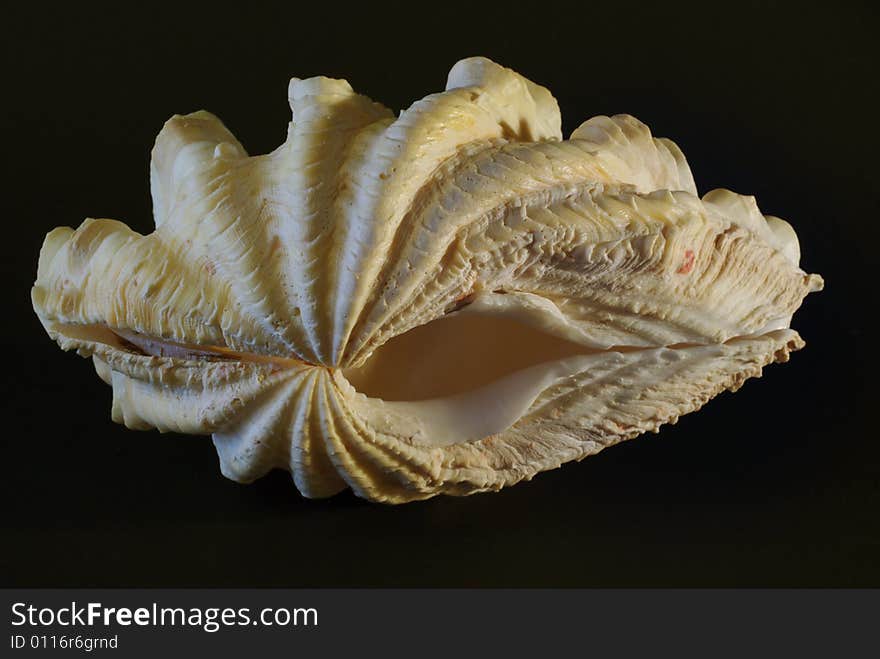 Close up of an oyster shell with dark background