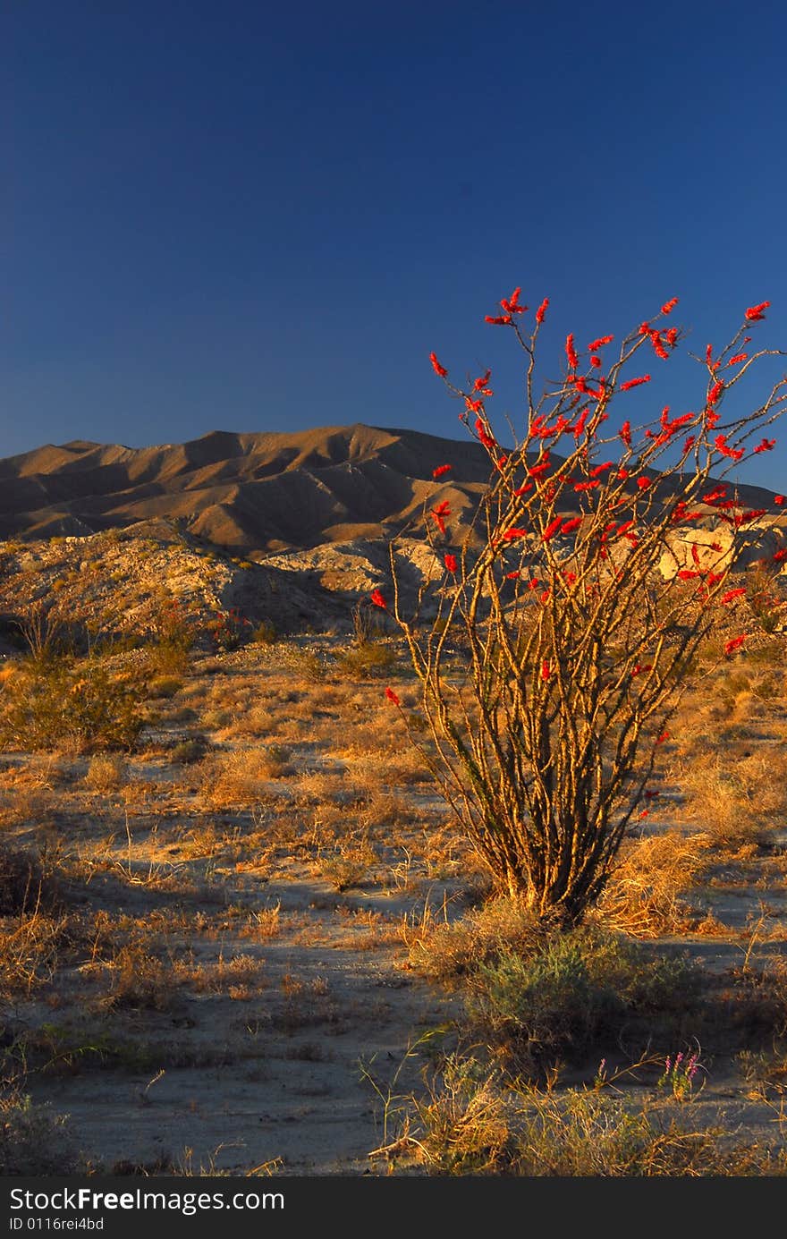 The beautiful orange blossoms on this Ocotillo Plant in the desert of Anza Borrega