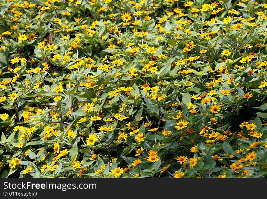 Summer flowers.