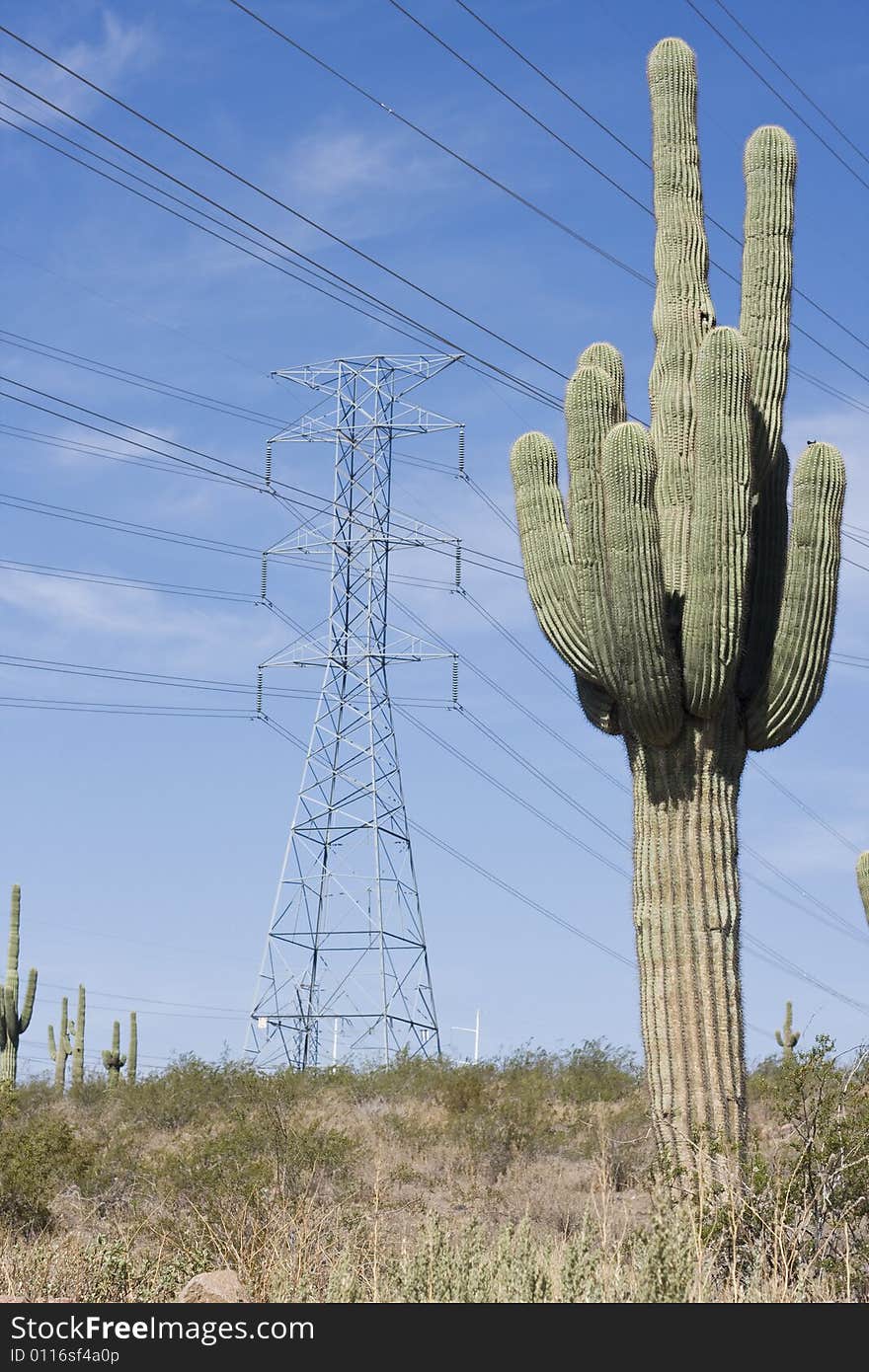 Saguaro cacti in the foreground of a desert landscape with an electrical tower. Saguaro cacti in the foreground of a desert landscape with an electrical tower