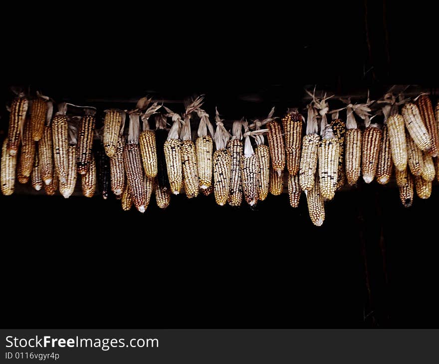 Corn on a black background