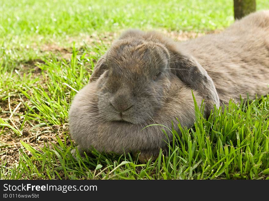 Resting rabbit