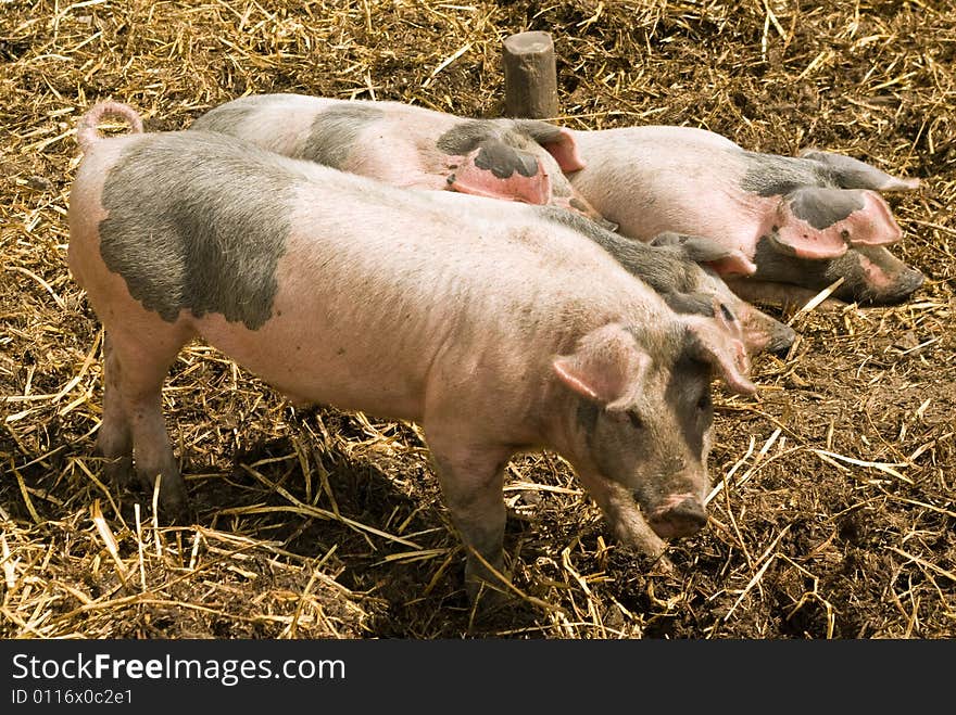 A family of piglets laze in the sun. A family of piglets laze in the sun