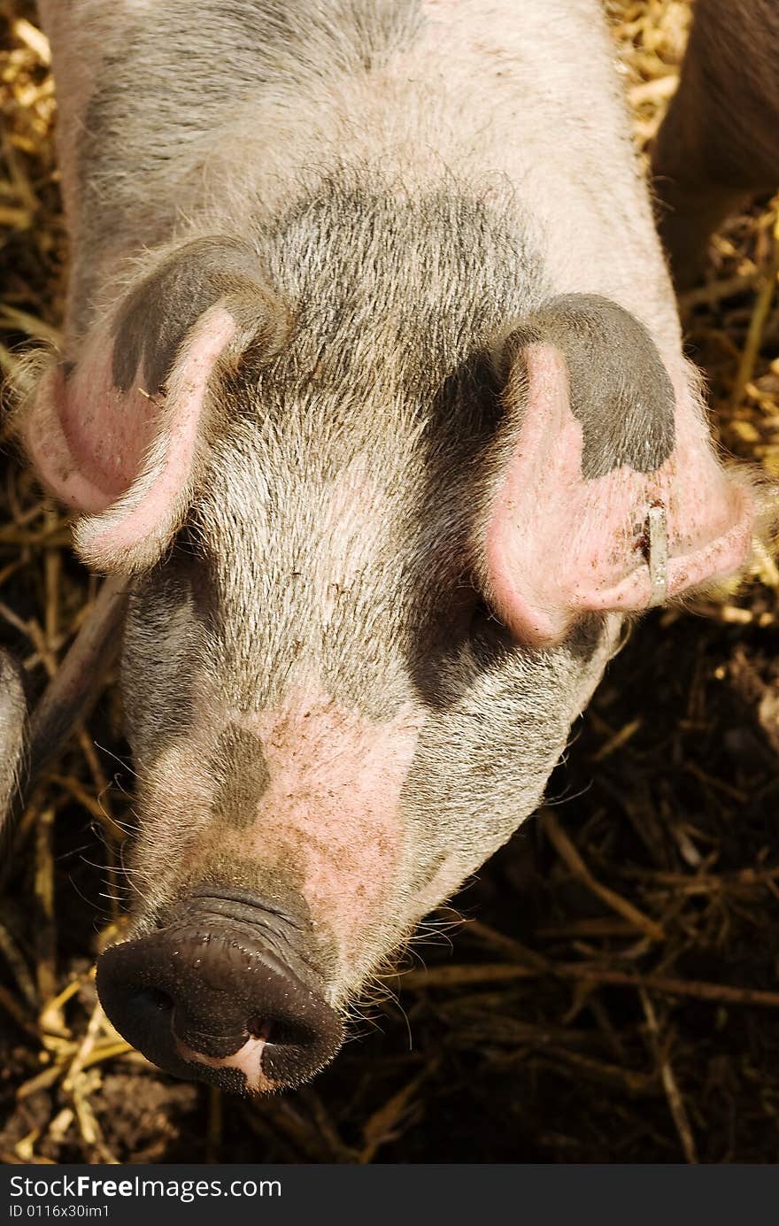 A friendly piglet poses for a portrait