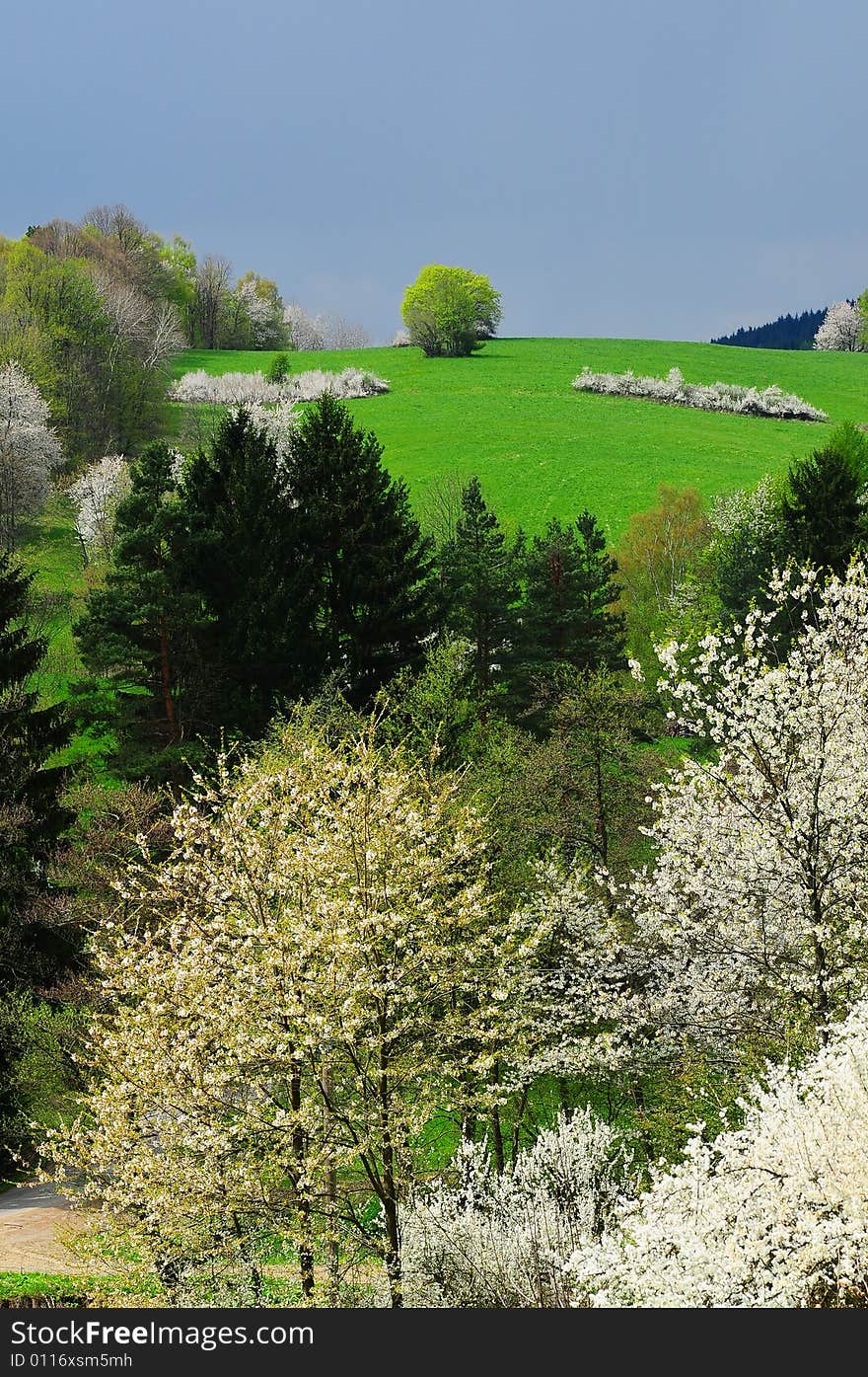 Hill in Wallachia in spring