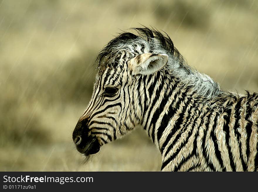 Baby Zebra In Rain