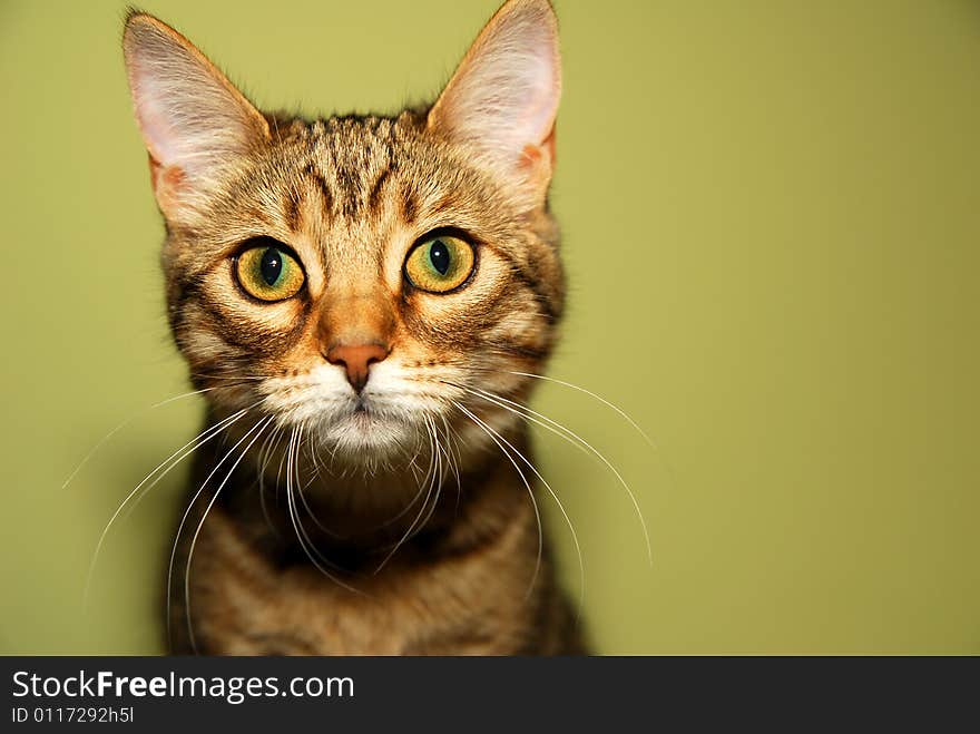 Cute Bengali kitten is looking into the camera