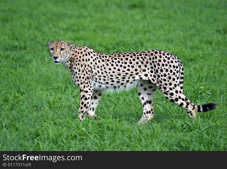 Cheetah crossing the very green plains of Africa,. Cheetah crossing the very green plains of Africa,