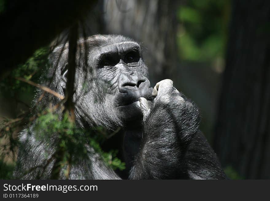 Gorilla Contemplation