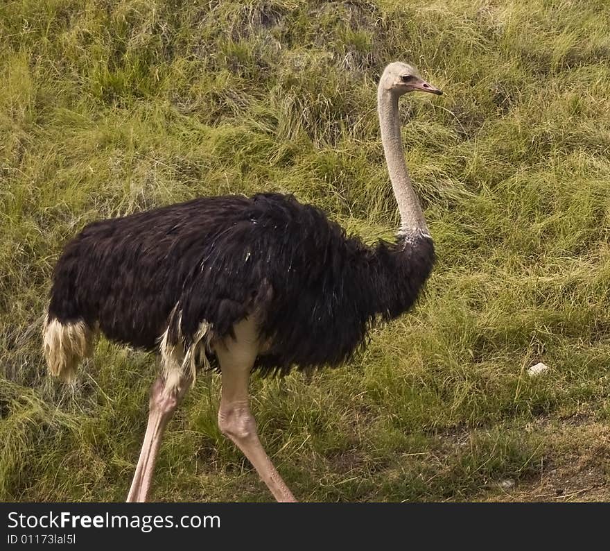 Ostrich