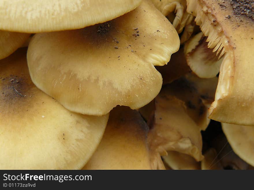 Wild mushrooms crowing in the forest