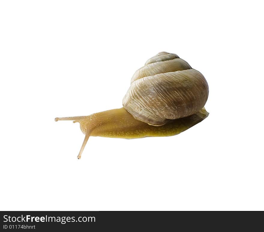 A snail moves on a white background