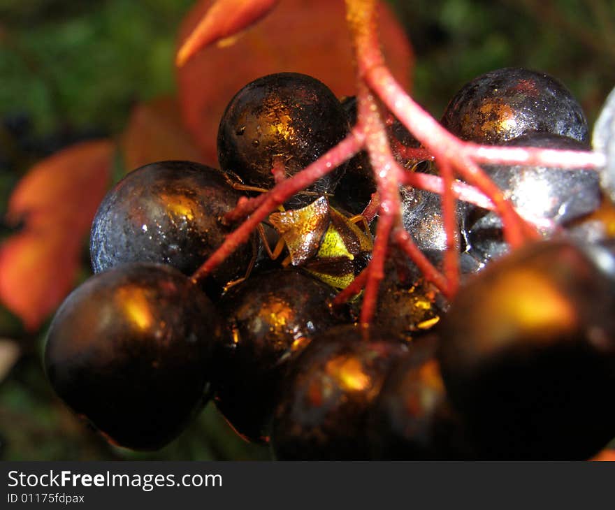 Bug on black in rowanberry. Bug on black in rowanberry