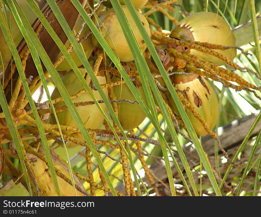 A coocnuts on the palm tree - Kenya 2007. A coocnuts on the palm tree - Kenya 2007