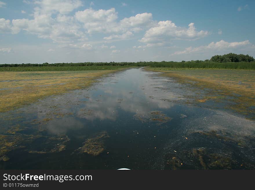 A big lake full of vegetation