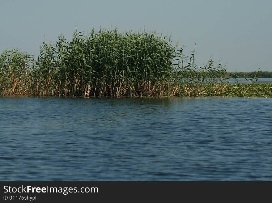 A big lake full of vegetation