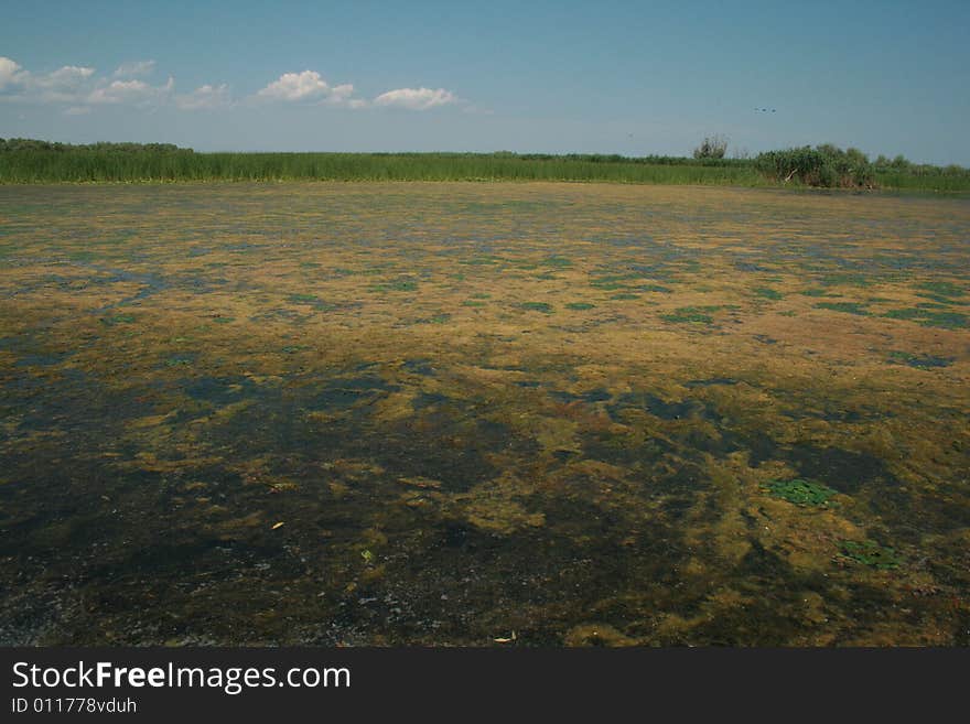 A big lake full of vegetation