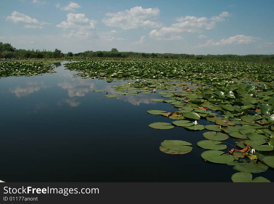 A big lake full of vegetation