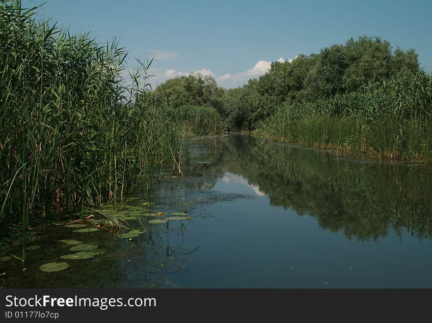 A big lake full of vegetation