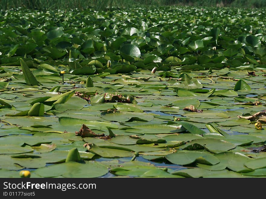 A big lake full of vegetation