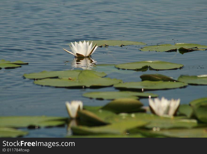 A nice and white water lily