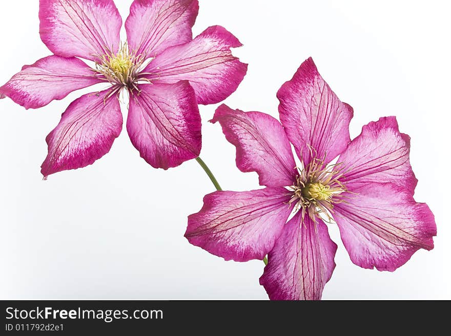 Pink flowers isolated on white