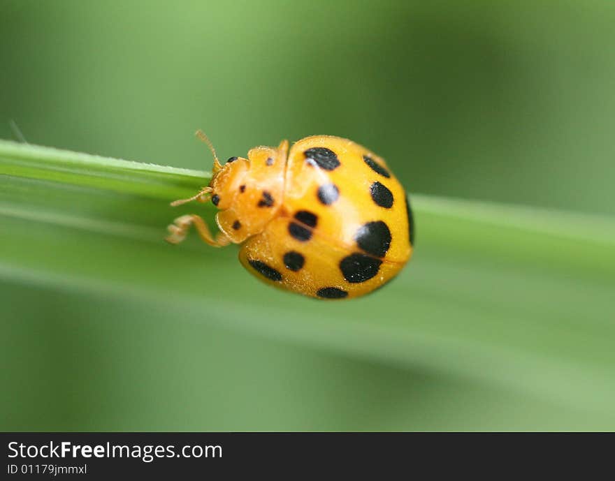 Photo of a yellow and black ladybug on a blade of grass.