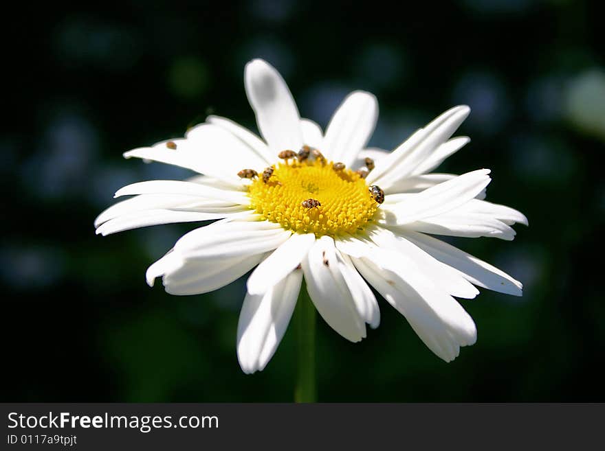 A lot of little bugs on a blooming camomile. A lot of little bugs on a blooming camomile