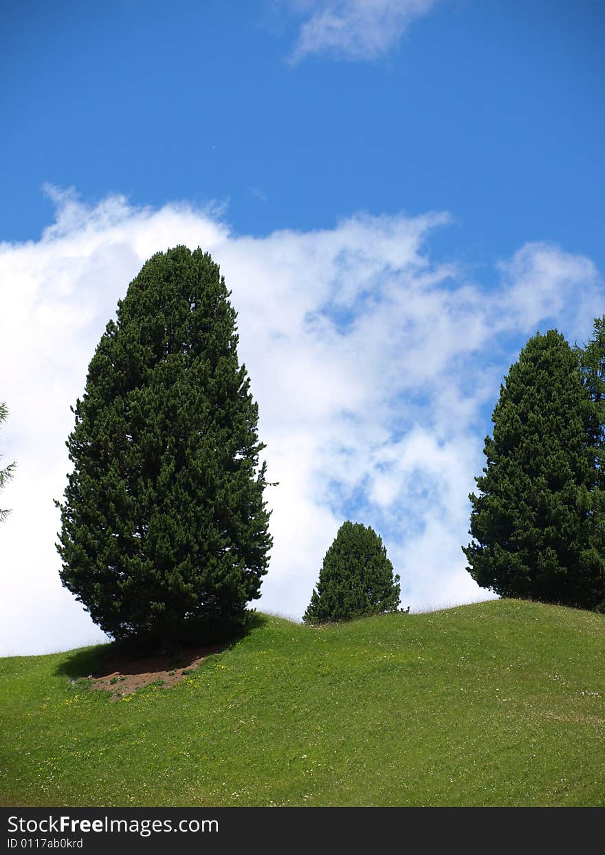 Good image of aome trees in a mountain fall. Good image of aome trees in a mountain fall