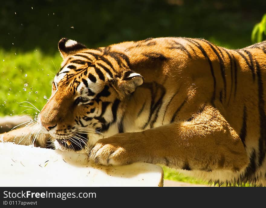 Tiger Playing With Water