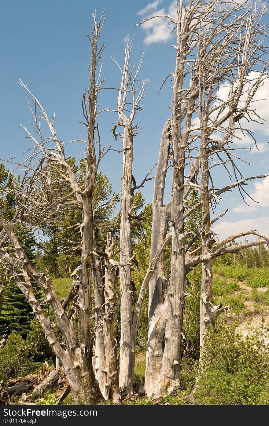 Dry withered trees - High Sierra, California