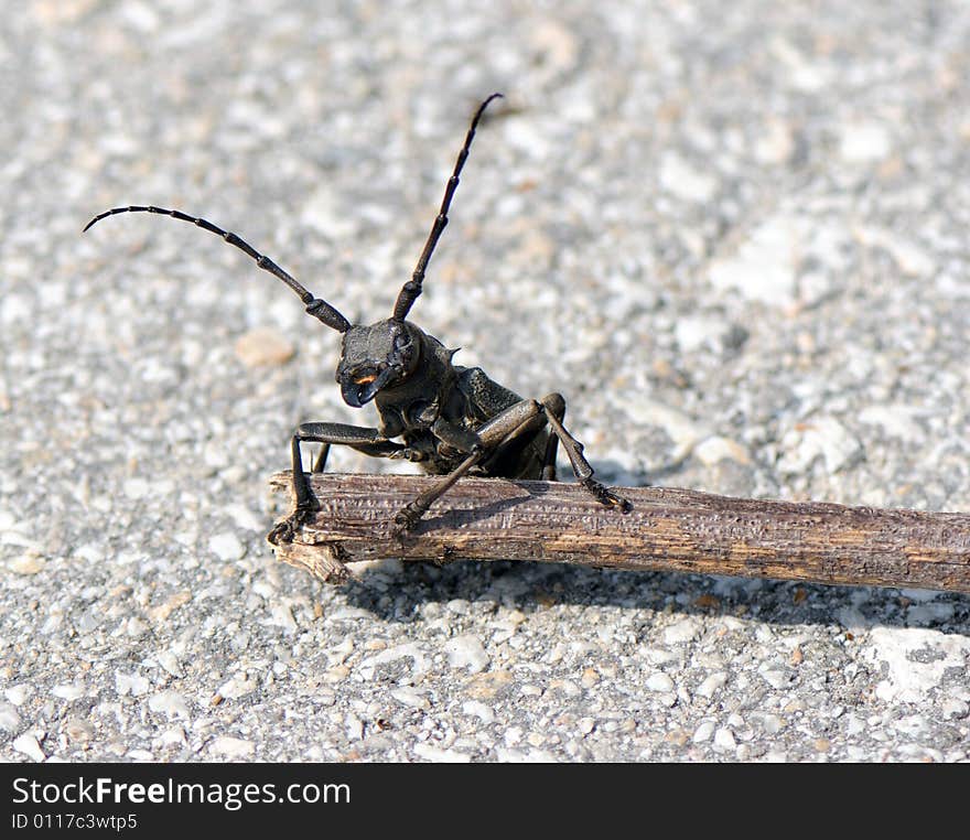 Grey beetle (capricorn beetle) with lengthy feelers clambers through a stick. Grey beetle (capricorn beetle) with lengthy feelers clambers through a stick