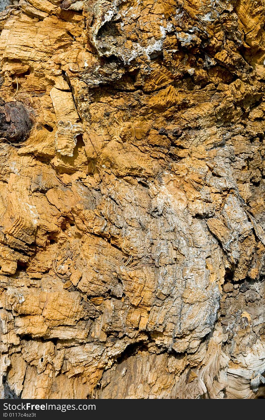 Decaying dry wood background, texture