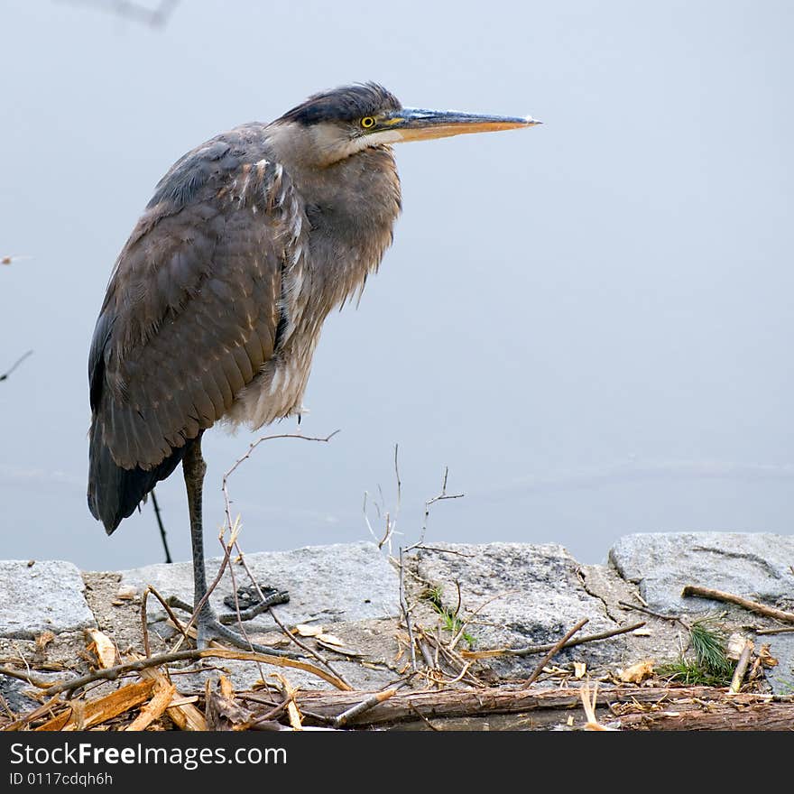 Heron Hunting