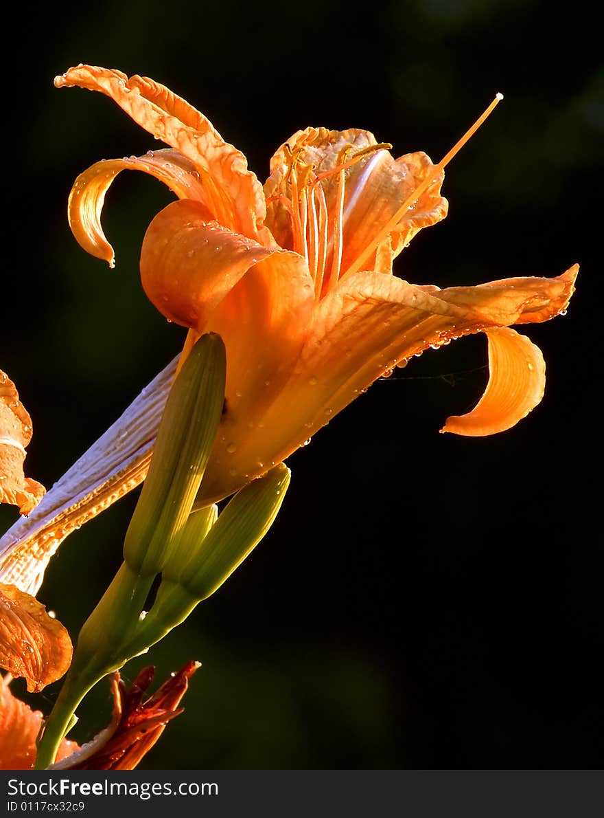 Lilly flower shot in a sunny evening, while water sprinklers were running.