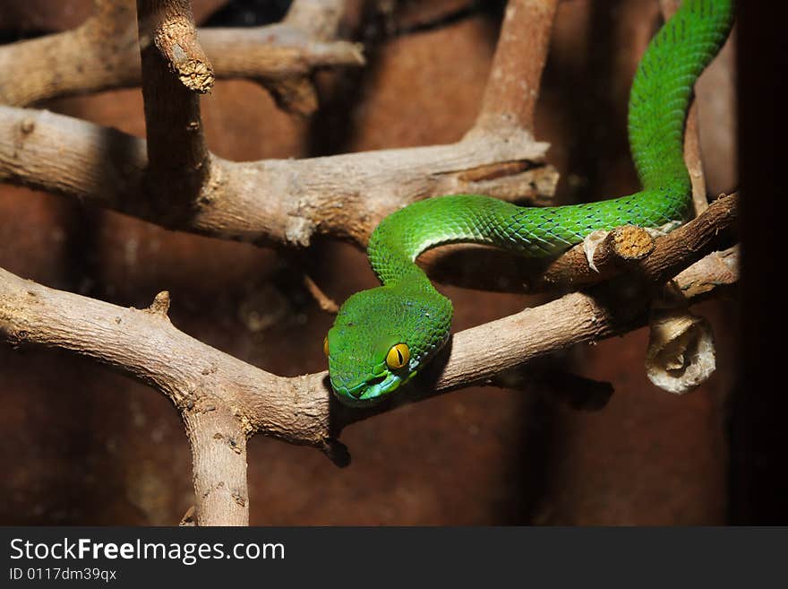 Image of green snake in the zoo.