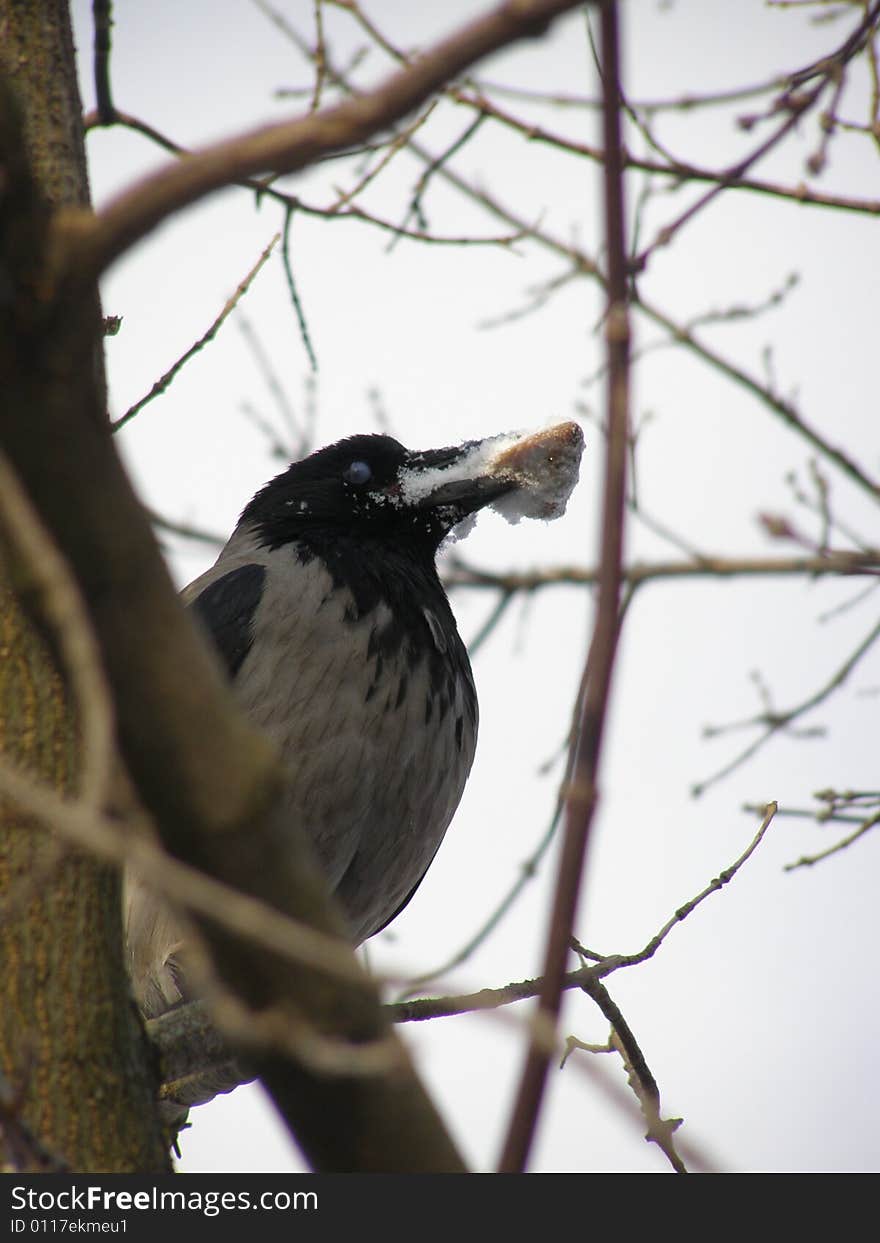 Crow With Fish S Head