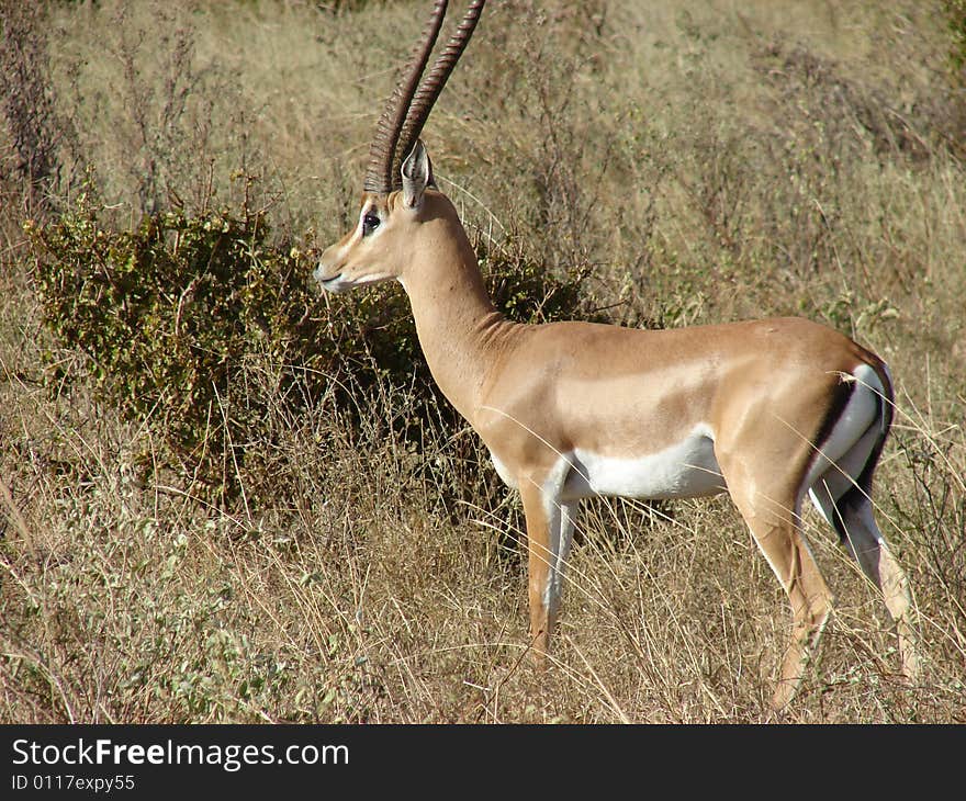 Antelope Impala in savanna. Tsavo National Park - Kenya