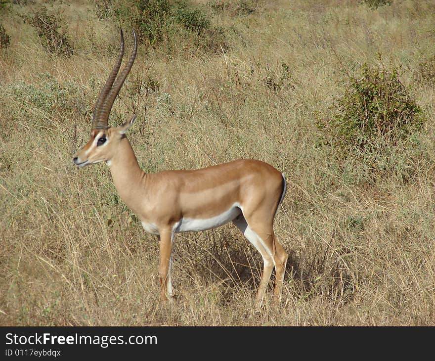 Antelope Impala in savanna. Tsavo National Park - Kenya