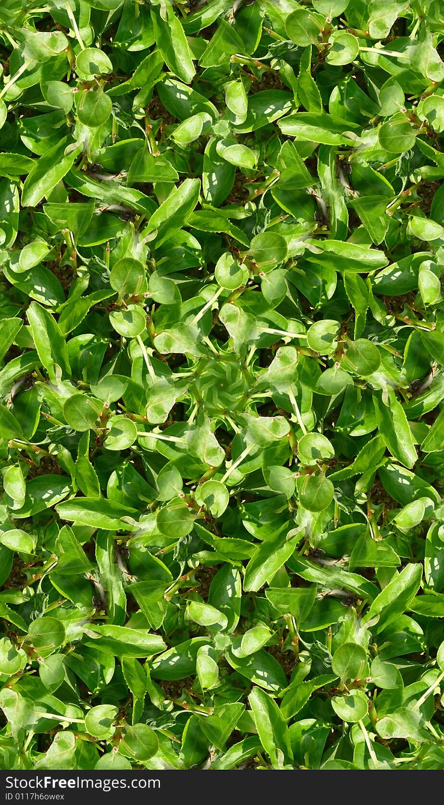 Green Leaves Tile Pattern Background 4