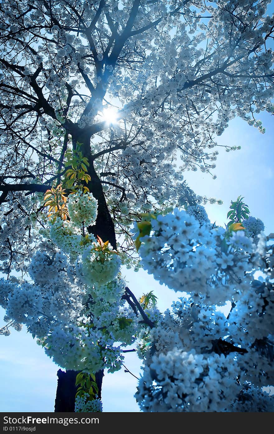 Cyan flowers on a blooming tree, spring season,