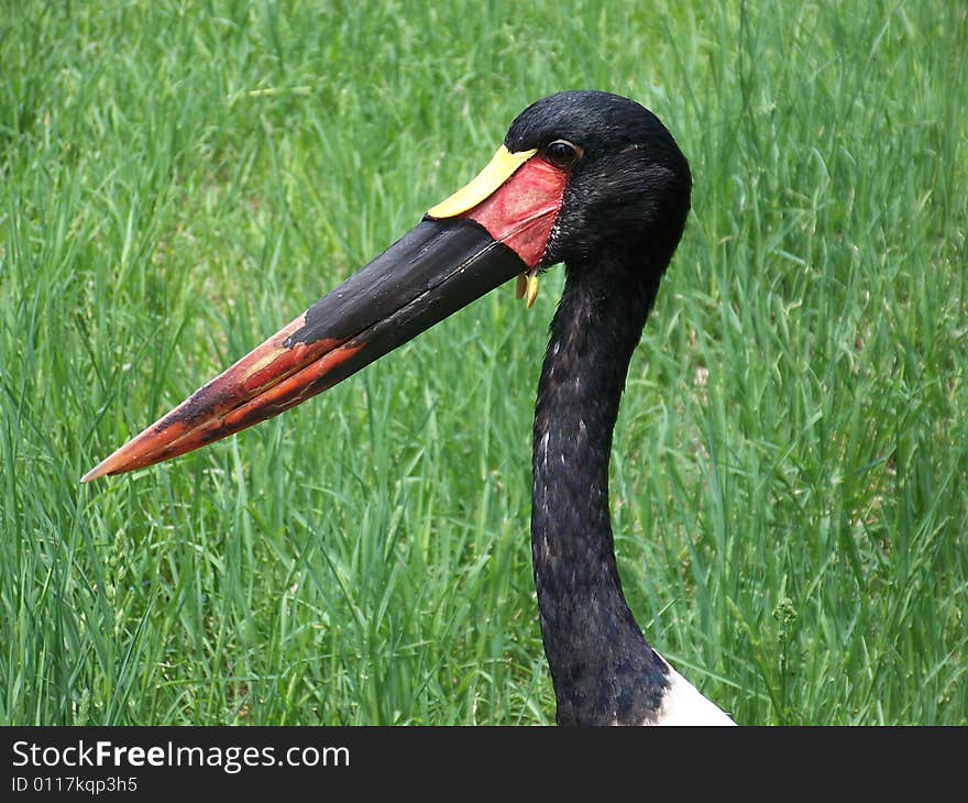 A very big beak for a rather small fellow. A very big beak for a rather small fellow