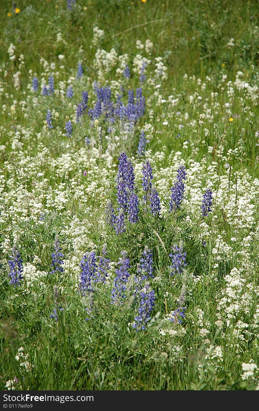 Blooming wild flowers in alberta prairies, canada. Blooming wild flowers in alberta prairies, canada