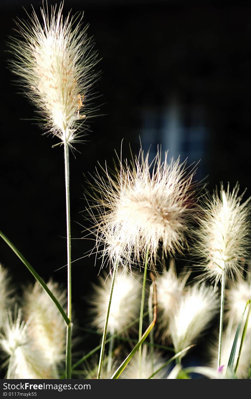 France Normandie: Vegetation