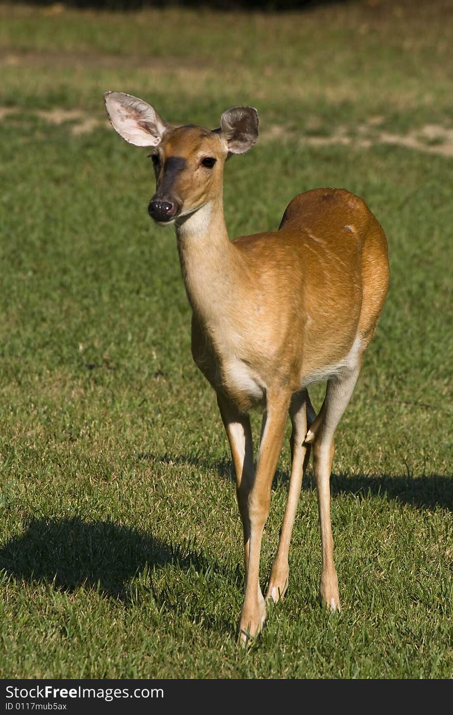 White-tailed doe deer standing in a grassy field.