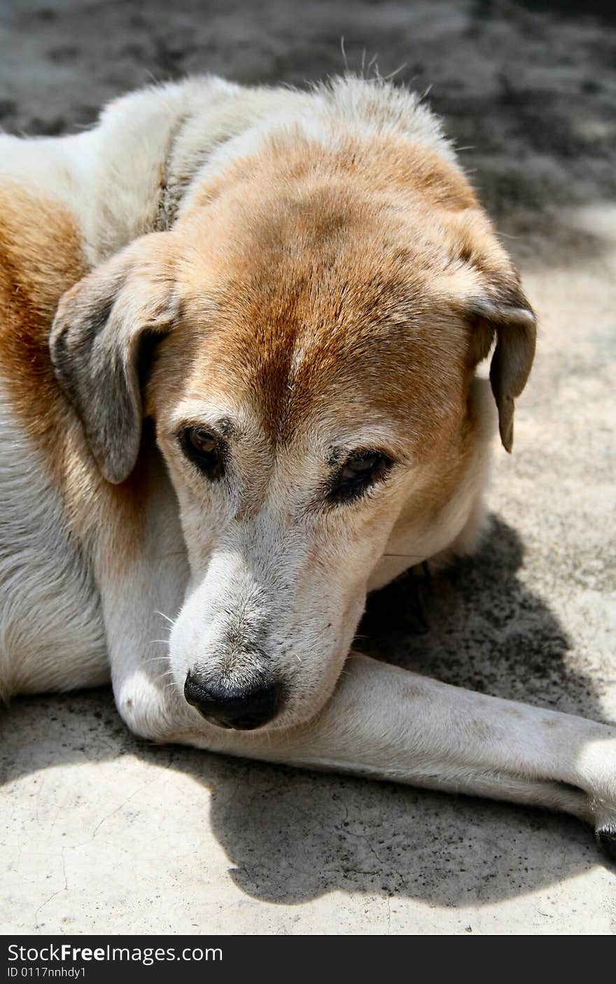 White dog with brown spots. White dog with brown spots